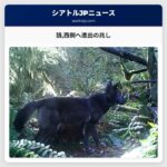 狼西側へ進出の兆し