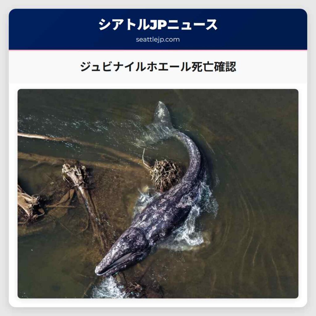 ジュビナイルホエール死亡確認