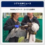 PAWSベアード・エイグル治療中