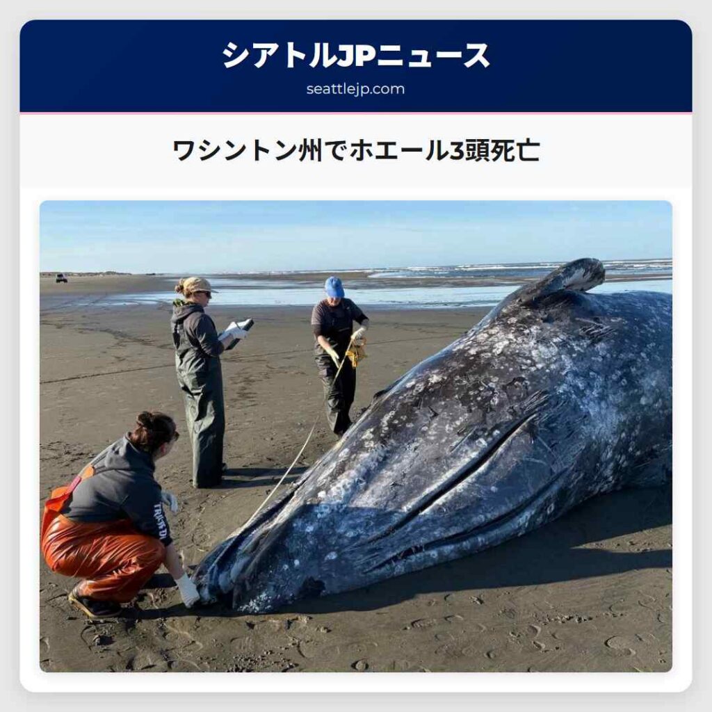 ワシントン州でホエール3頭死亡