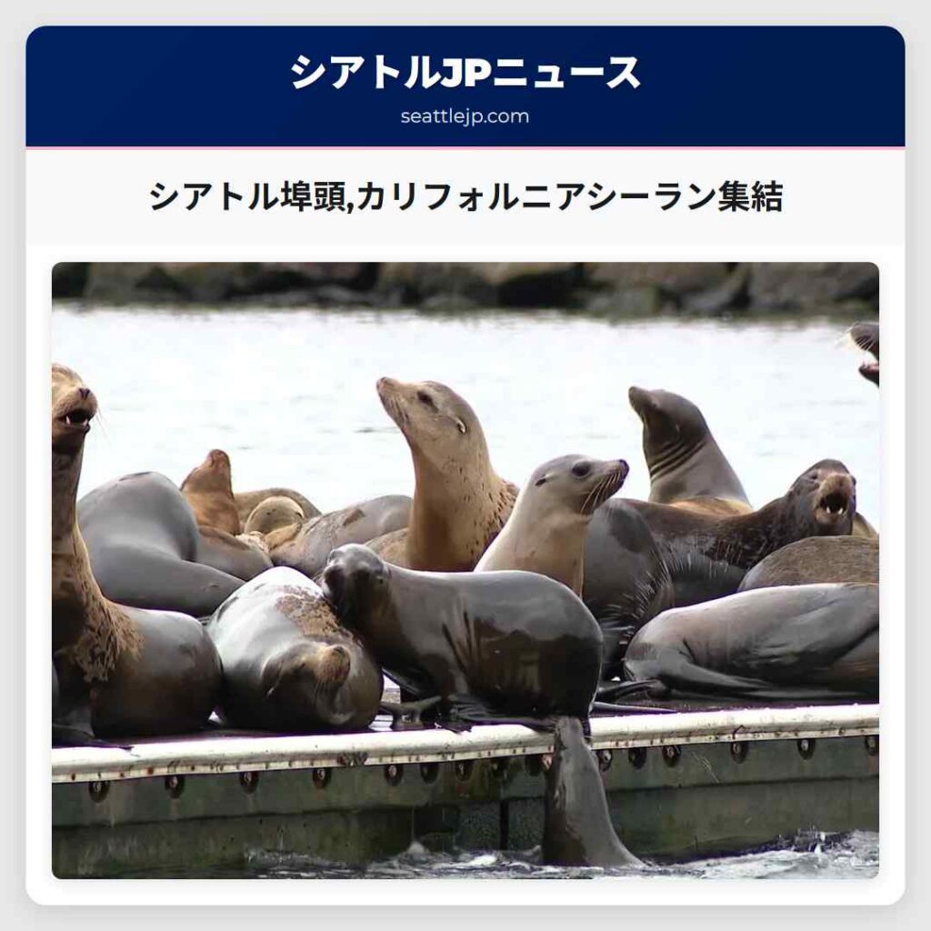 シアトル埠頭,カリフォルニアシーラン集結