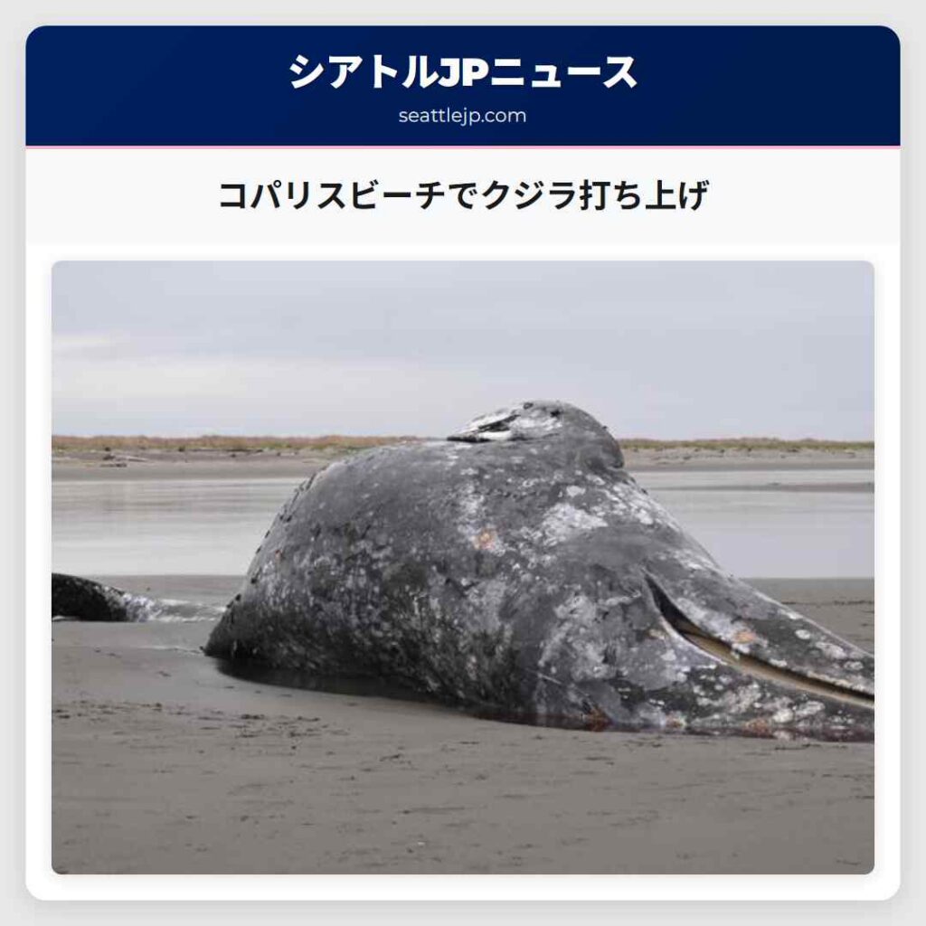 コパリスビーチでクジラ打ち上げ