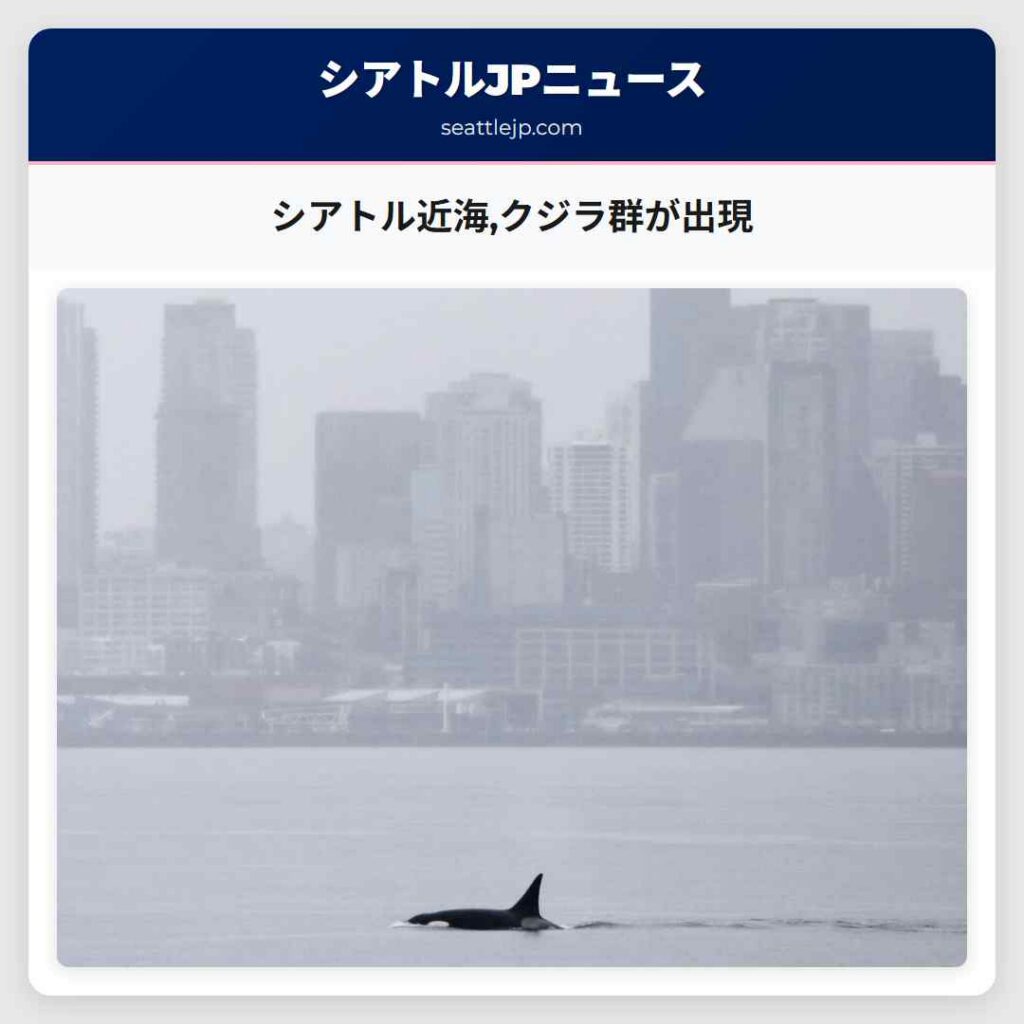シアトル近海,クジラ群が出現