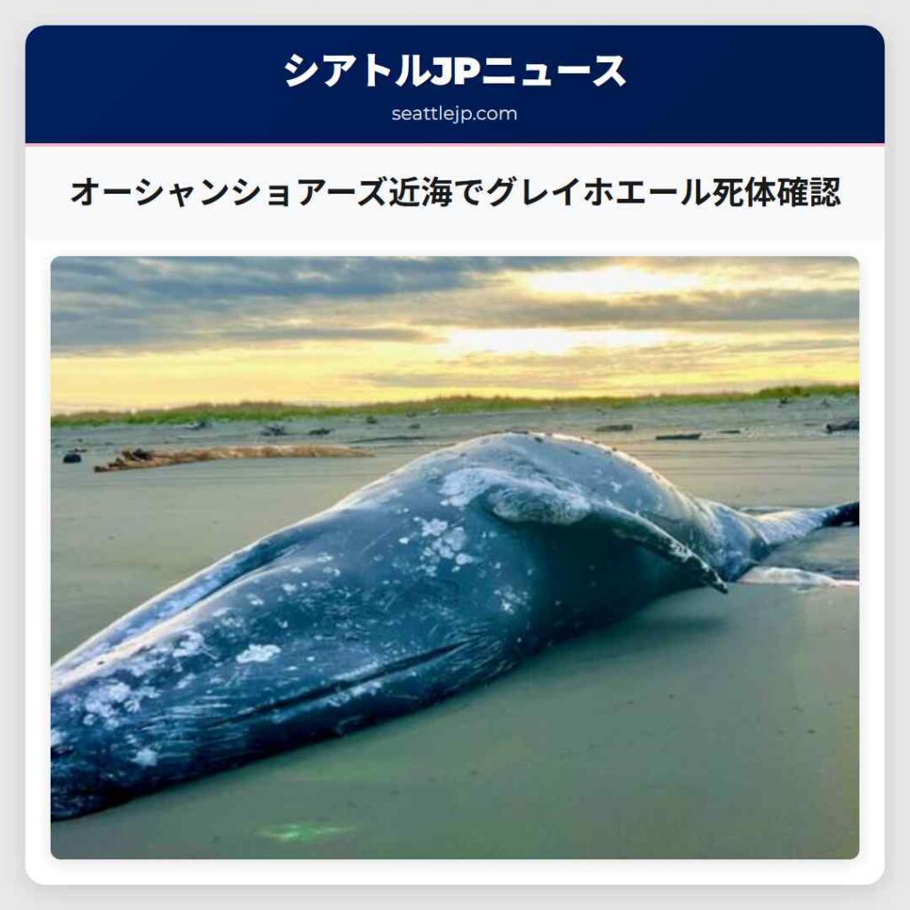 オーシャンショアーズ近海でグレイホエール死体確認