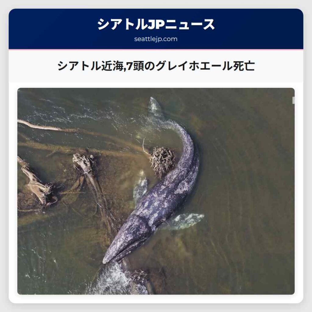 シアトル近海,7頭のグレイホエール死亡