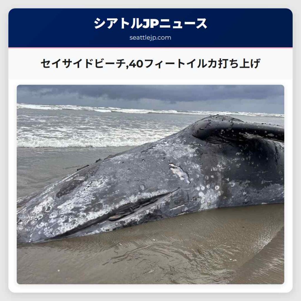 セイサイドビーチ,40フィートイルカ打ち上げ