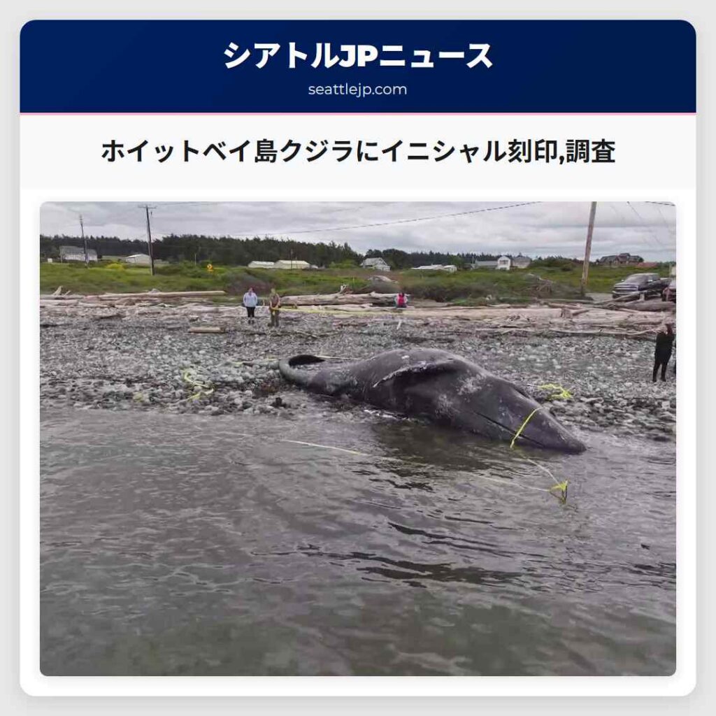 ホイットベイ島クジラにイニシャル刻印,調査