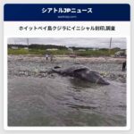 ホイットベイ島クジラにイニシャル刻印調査