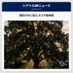 雲豹が木に登るタコマ動物園