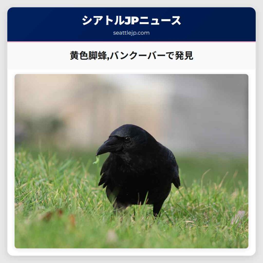 黄色脚蜂,バンクーバーで発見