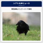 黄色脚蜂バンクーバーで発見