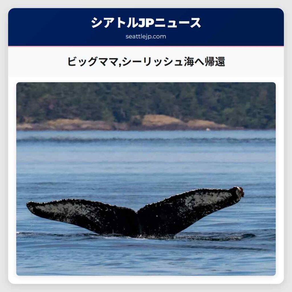 ビッグママ,シーリッシュ海へ帰還