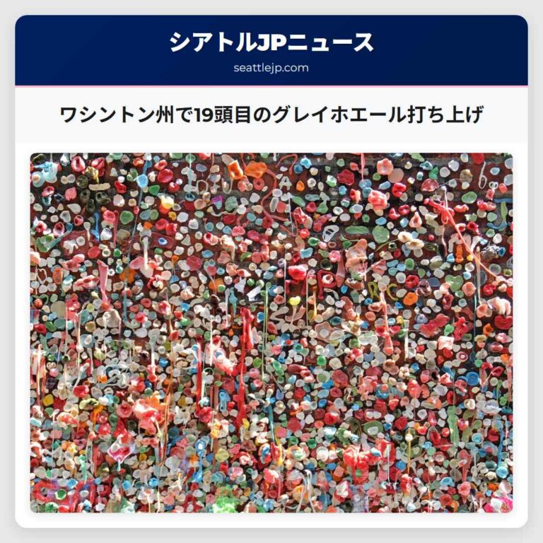 ワシントン州で19頭目のグレイホエール打ち上げ