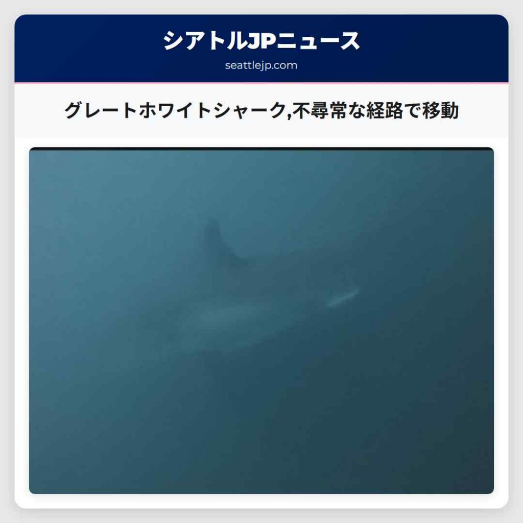 グレートホワイトシャーク,不尋常な経路で移動