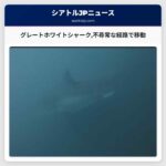 グレートホワイトシャーク不尋常な経路で移動