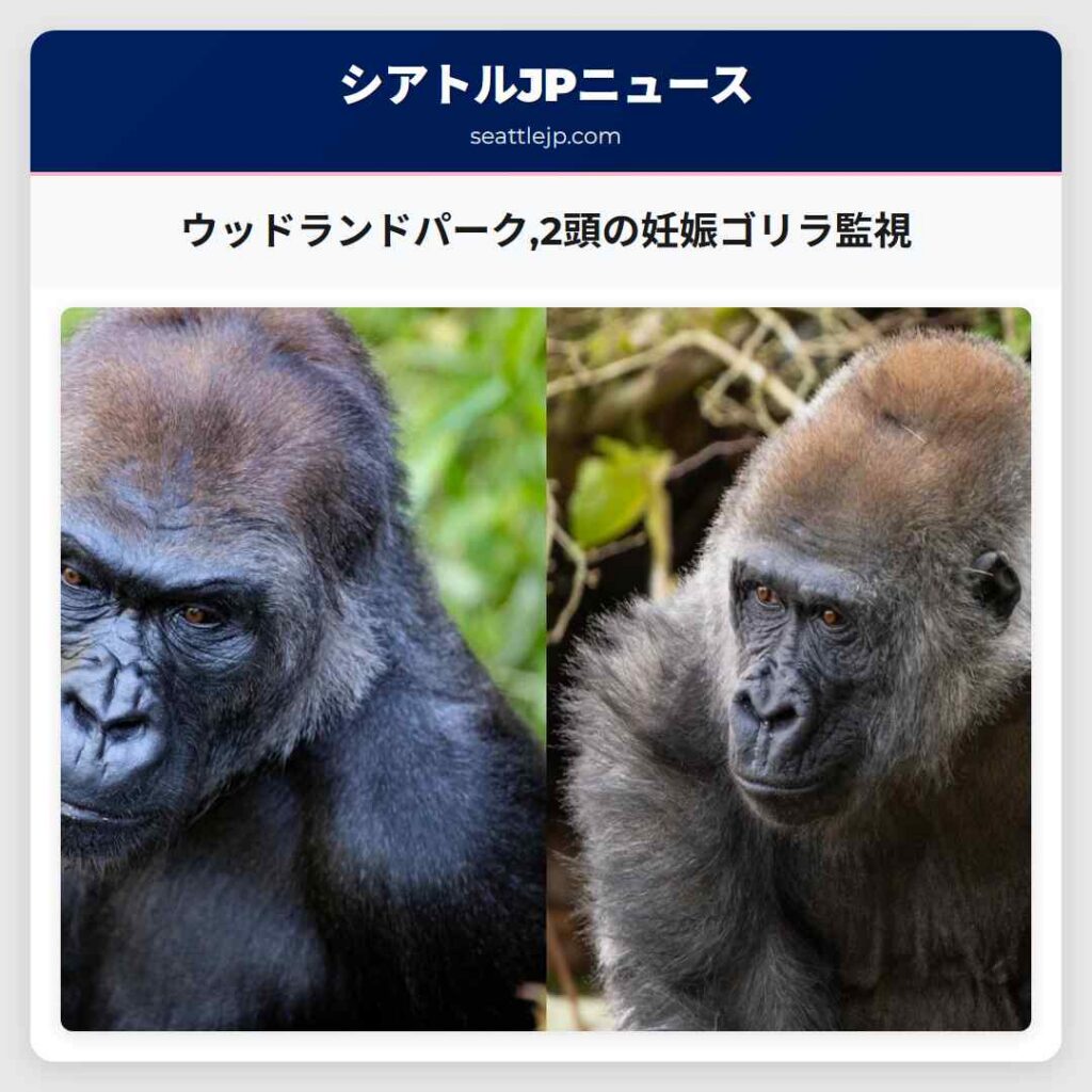 ウッドランドパーク,2頭の妊娠ゴリラ監視