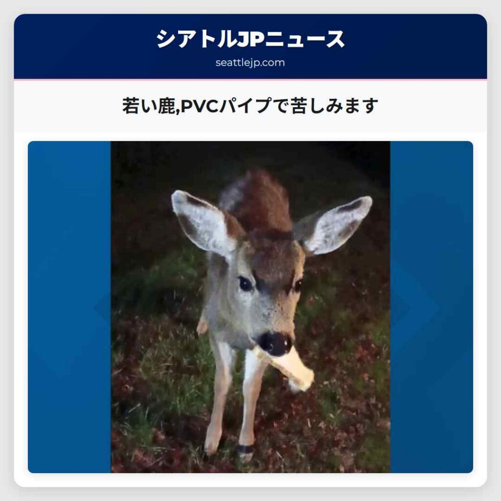 若い鹿,PVCパイプで苦しみます