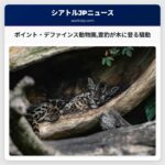 ポイント・デファインス動物園雲豹が木に登る騒動