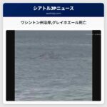 ワシントン州沿岸グレイホエール死亡