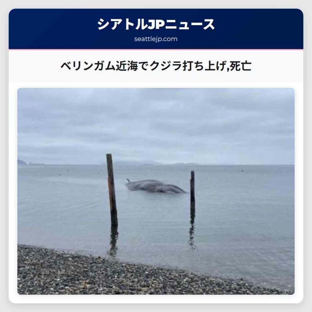 ベリンガム近海でクジラ打ち上げ,死亡