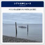 ベリンガム近海でクジラ打ち上げ死亡