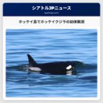 ホッケイ島でホッケイクジラの幼体観測