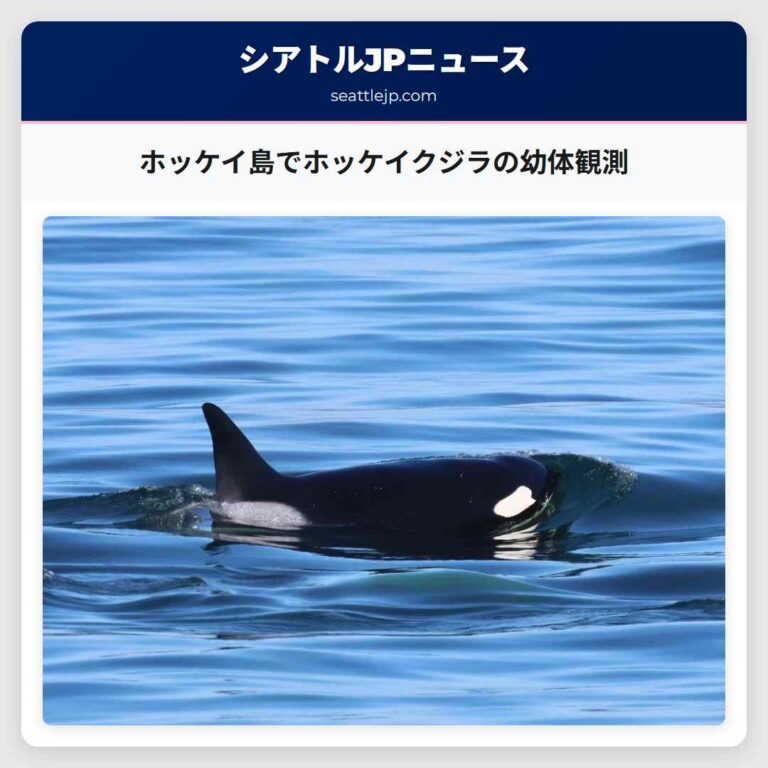 ホッケイ島でホッケイクジラの幼体観測