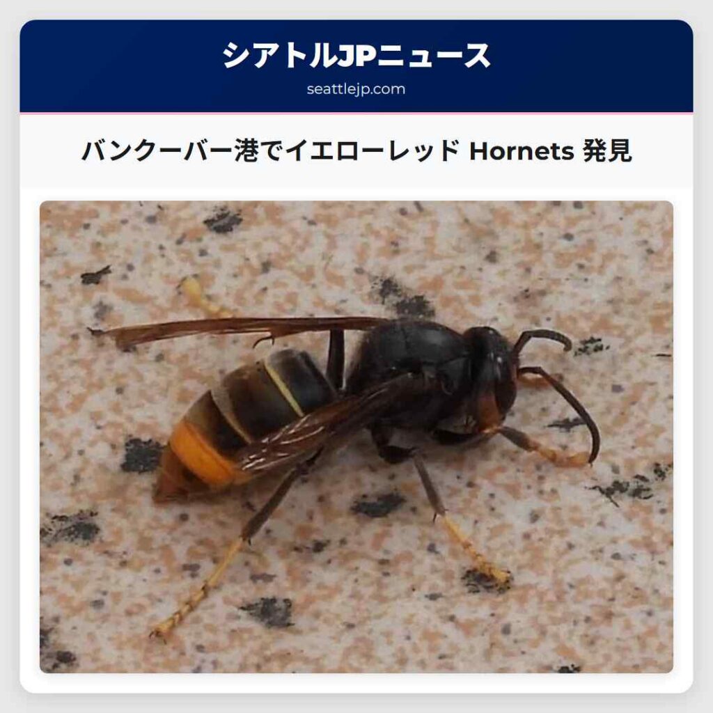 バンクーバー港でイエローレッド Hornets 発見