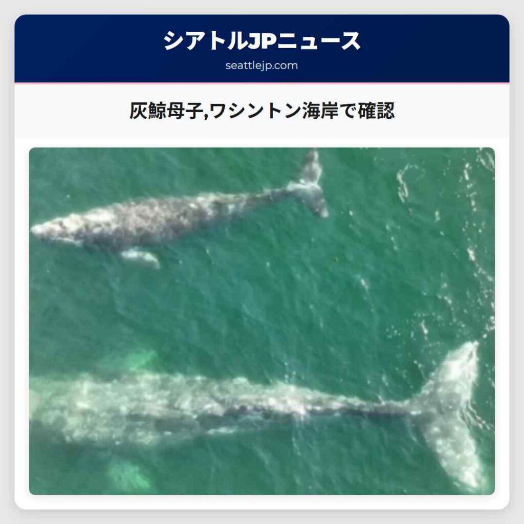 灰鯨母子,ワシントン海岸で確認
