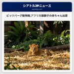 ピッツバーグ動物園アフリカ雄獅子の赤ちゃん出産