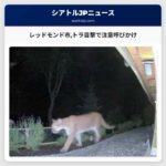 レッドモンド市トラ目撃で注意呼びかけ