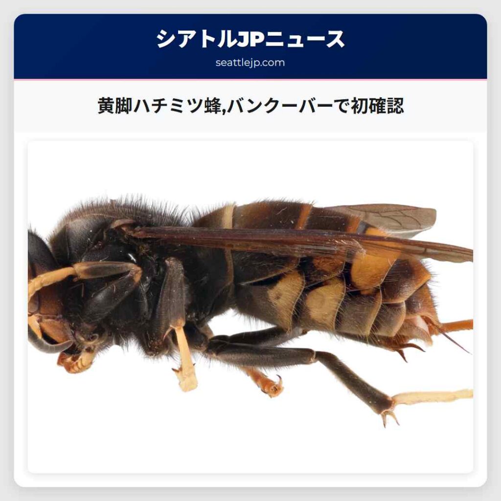 黄脚ハチミツ蜂,バンクーバーで初確認