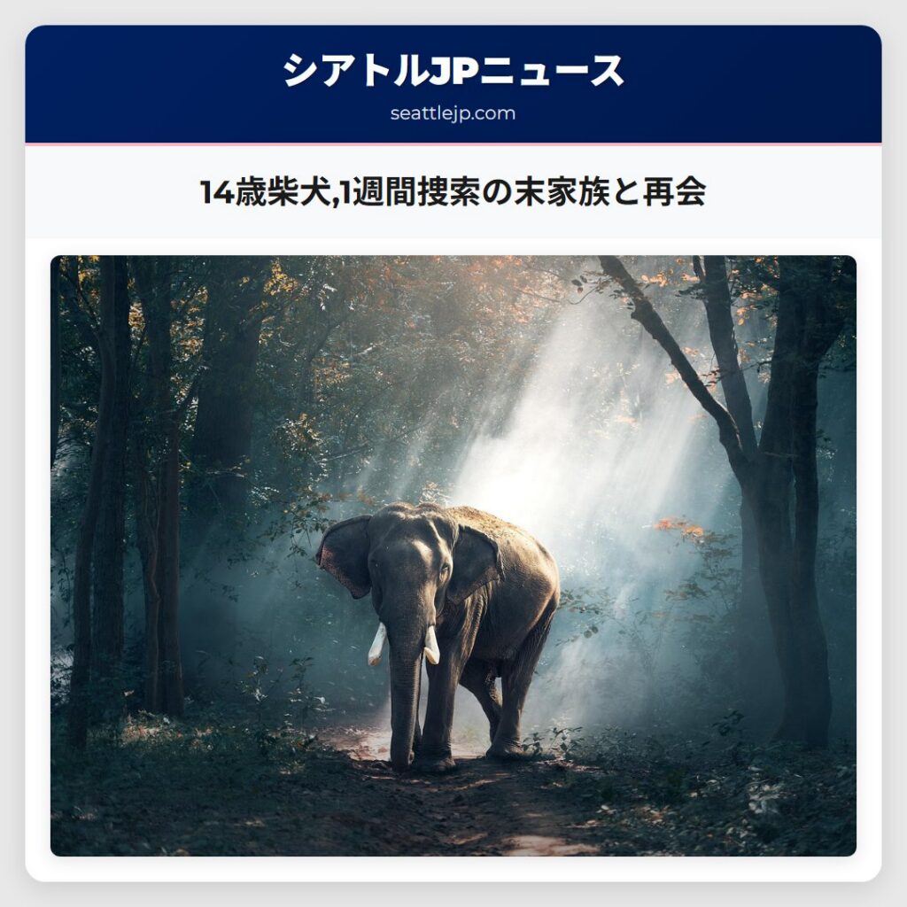 14歳柴犬,1週間捜索の末家族と再会