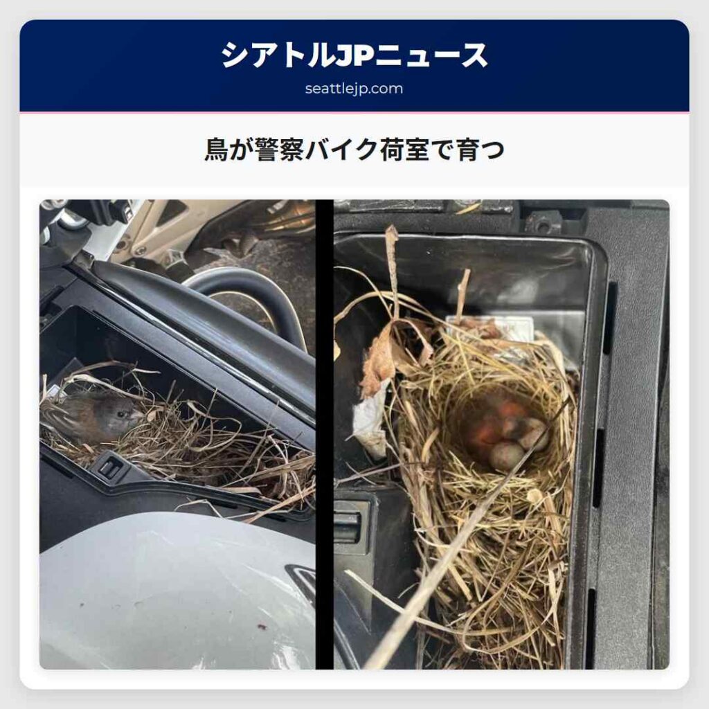 鳥が警察バイク荷室で育つ