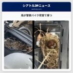 鳥が警察バイク荷室で育つ