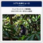 ウッドランドパーク動物園コロバスモンキー赤ちゃん誕生