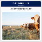 パスコで牛26頭が盗まれる事件