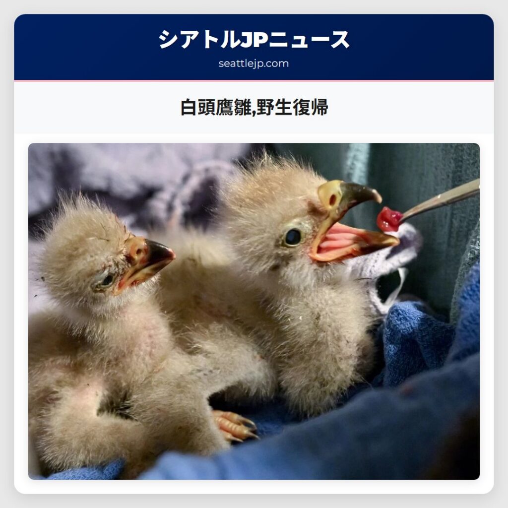 白頭鷹雛,野生復帰