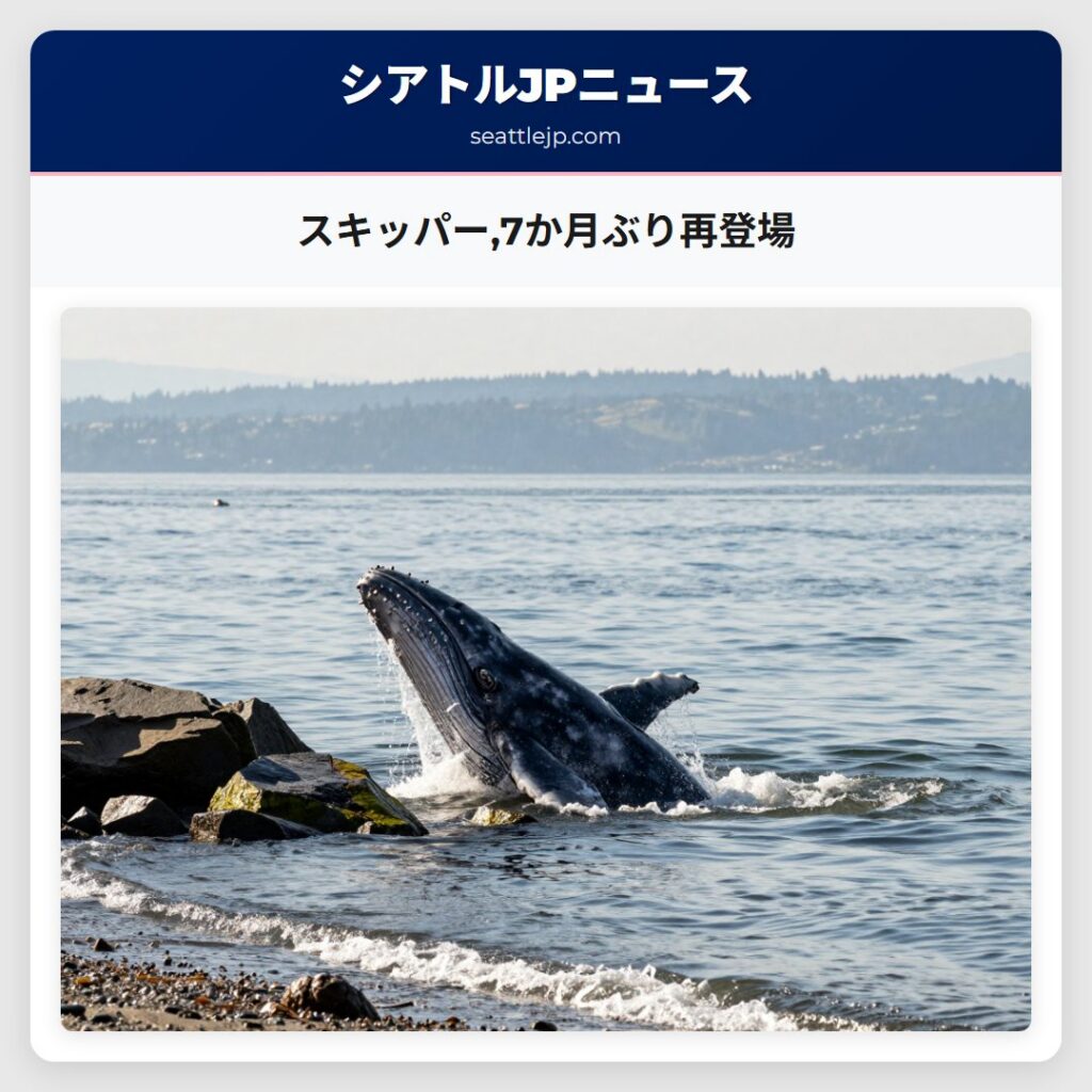 スキッパー,7か月ぶり再登場