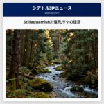 Stillaguamish川復元サケの復活